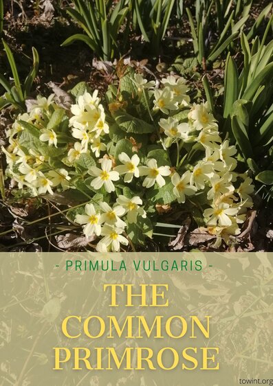 The common primrose